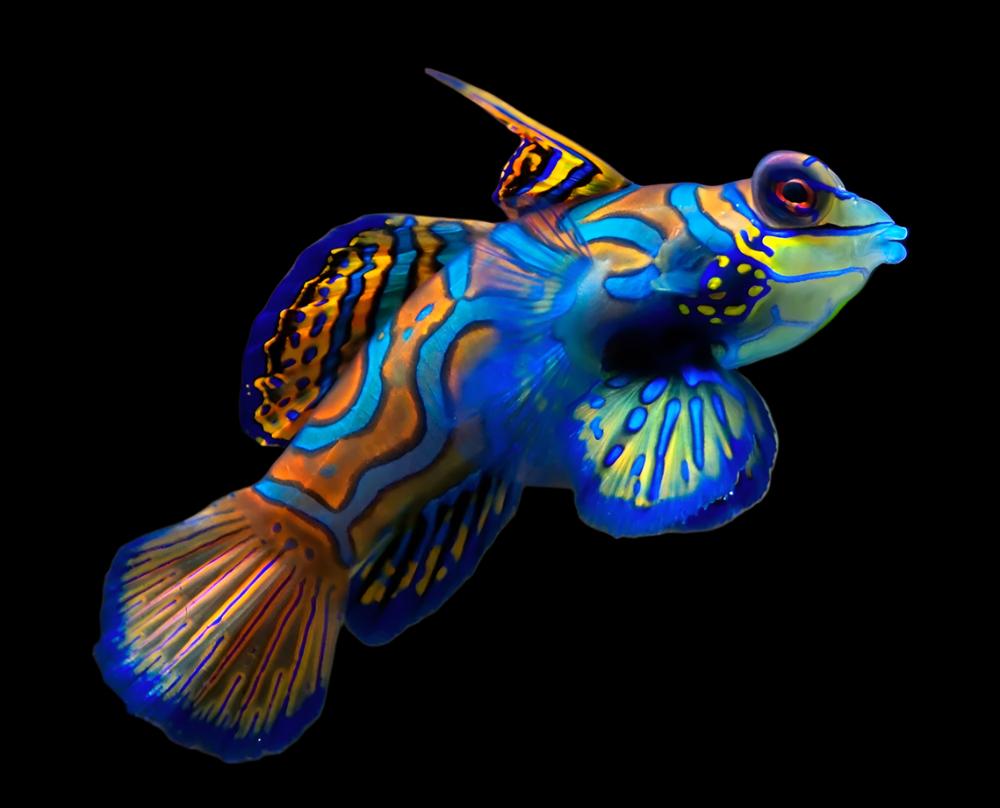 Synchiropus splendidus (Green mandarin)
