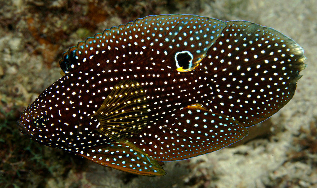 Calloplesiops altivelis (Marine Betta) small