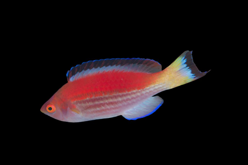 Cirrhilaburs Marjorie (Marjorie Fairy Wrasse)
