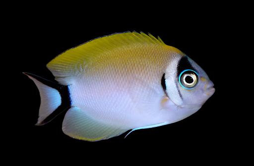 Genicanthus semifasciatus (Masked Swallowtail Angelfish)