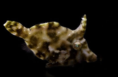 Acreichthys tomentosus (Matted Filefish)