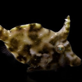 Matted Filefish mangeur d’Aiptasia (Acreichthys tomentosus) – Éliminateur Naturel d’Aiptasia !