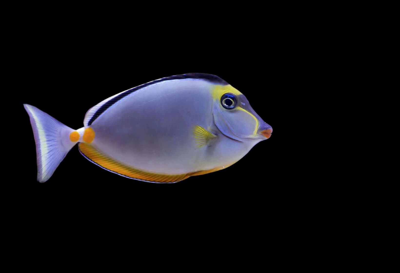 Naso lituratus (Naso Tang)