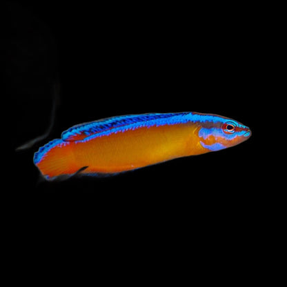 Pseudochromis aldabraensis (Neon Dottyback)