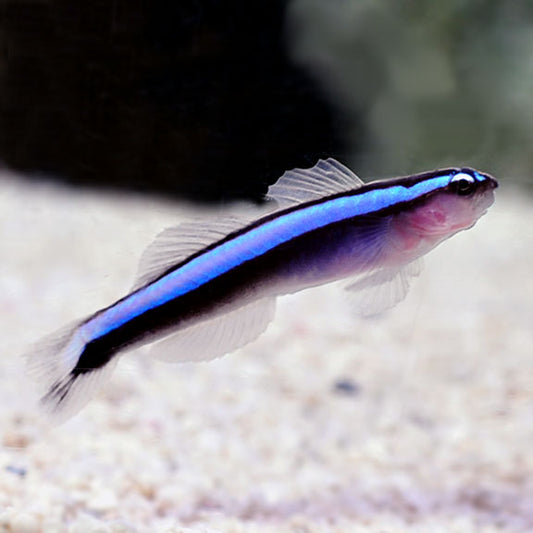 Elacatinus oceanops (Neon Blue Goby)