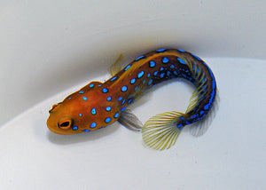 Opistognathus rosenblatti (Blue Spot Jawfish)