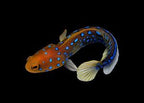 Opistognathus rosenblatti (Blue Spot Jawfish)