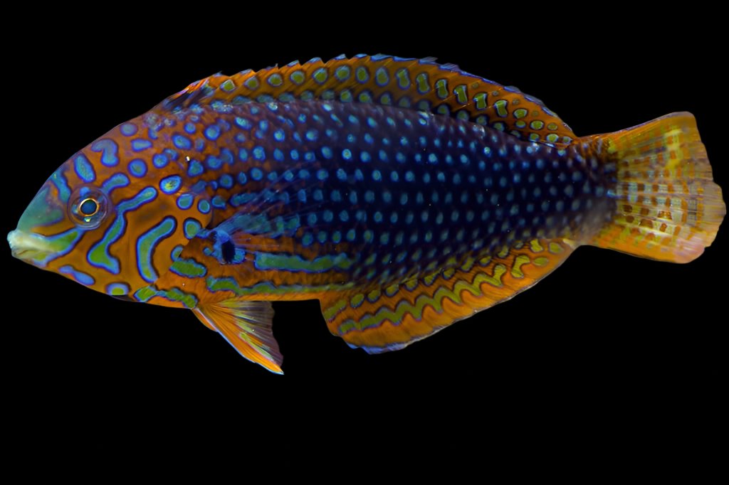 Macropharyngodon ornatus (Ornate Leopard Wrasse) Male