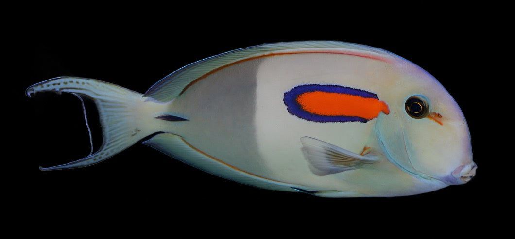 Acanthurus olivaceous (Orange Shoulder Tang) Medium Large