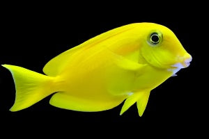 Acanthurus olivaceous (Orange Shoulder Tang)