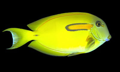 Acanthurus olivaceous (Orange Shoulder Tang) Small