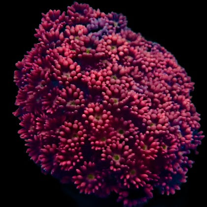 Jewel Coral - Rainbow #4