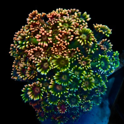 Jewel Coral - Rainbow