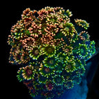 Jewel Coral - Rainbow