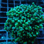 Special Green Yellow shadow stem Frogspawn