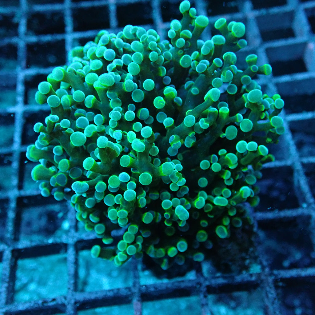 Special Green Yellow shadow stem Frogspawn