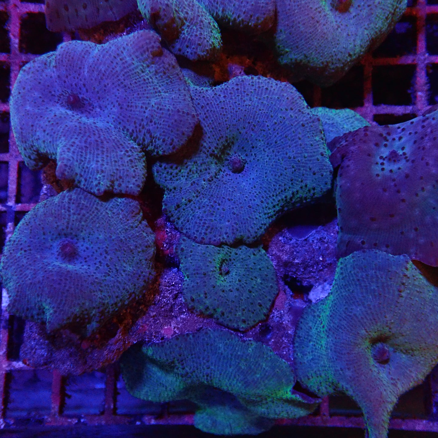 Blue Mushroom Garden Rock