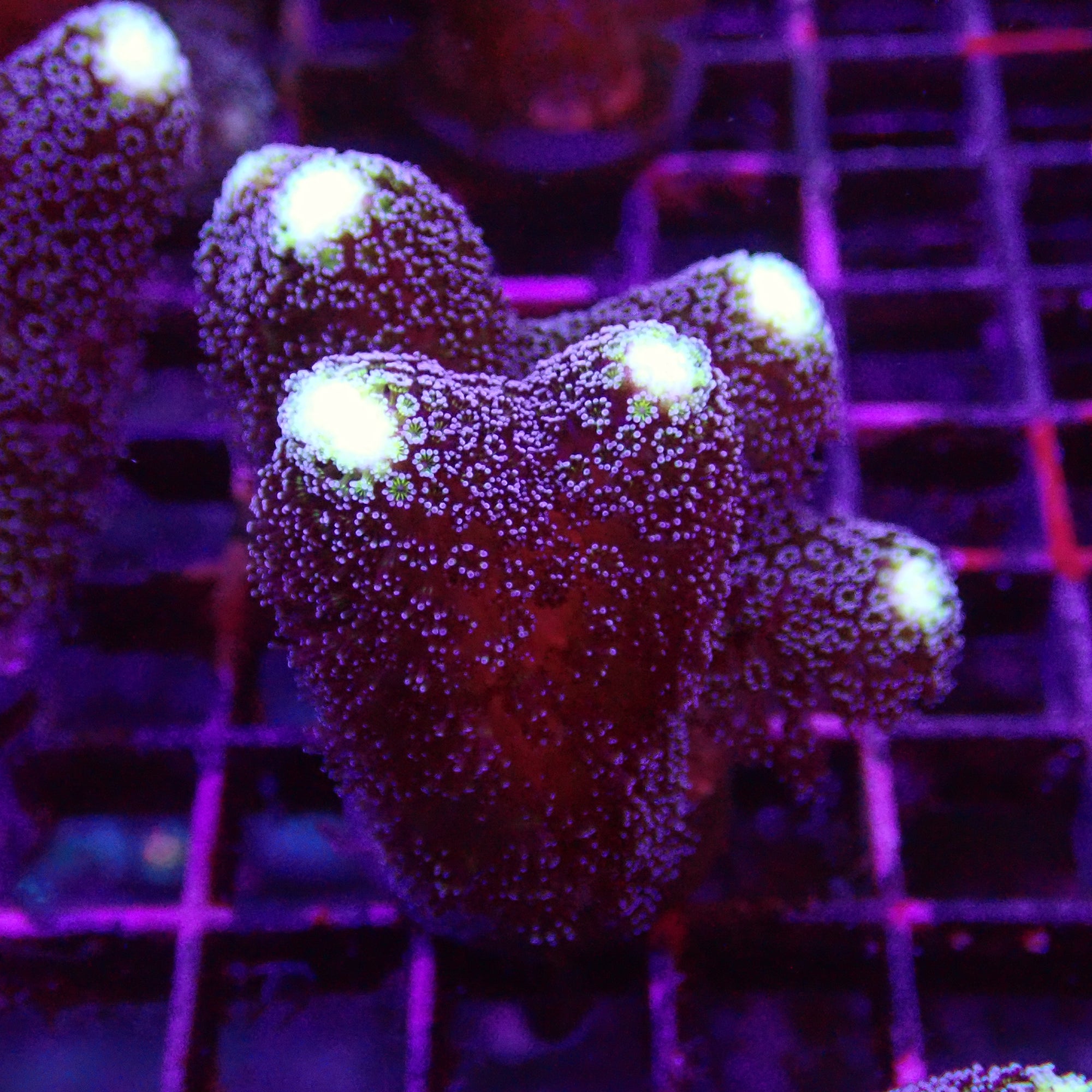Purple Stylophora