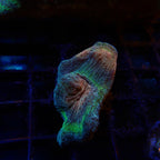 Pectinia Frag