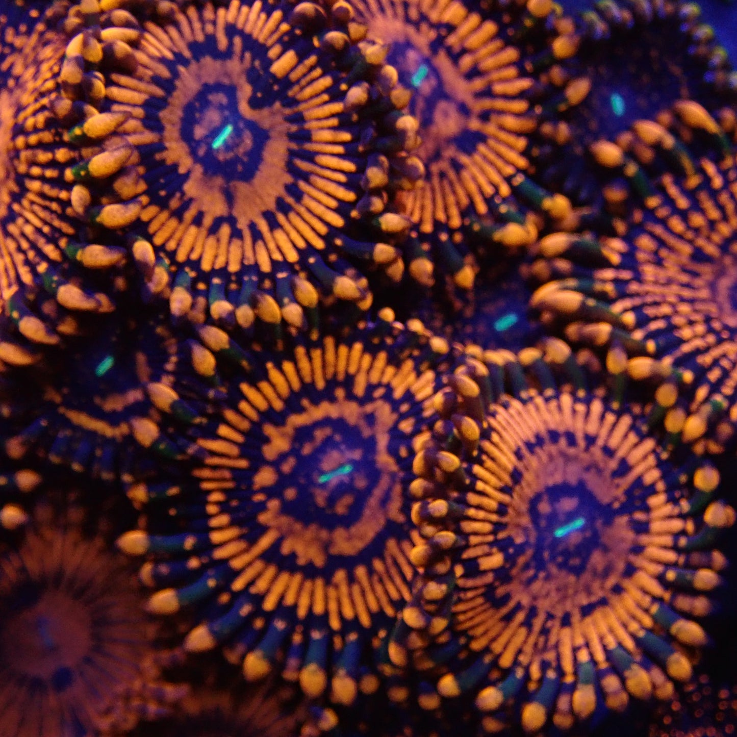 Flaming Mohican Zoanthids