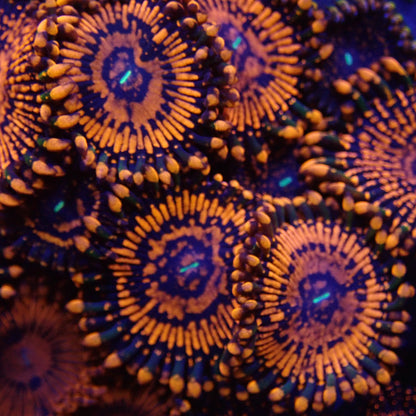 Flaming Mohican Zoanthids