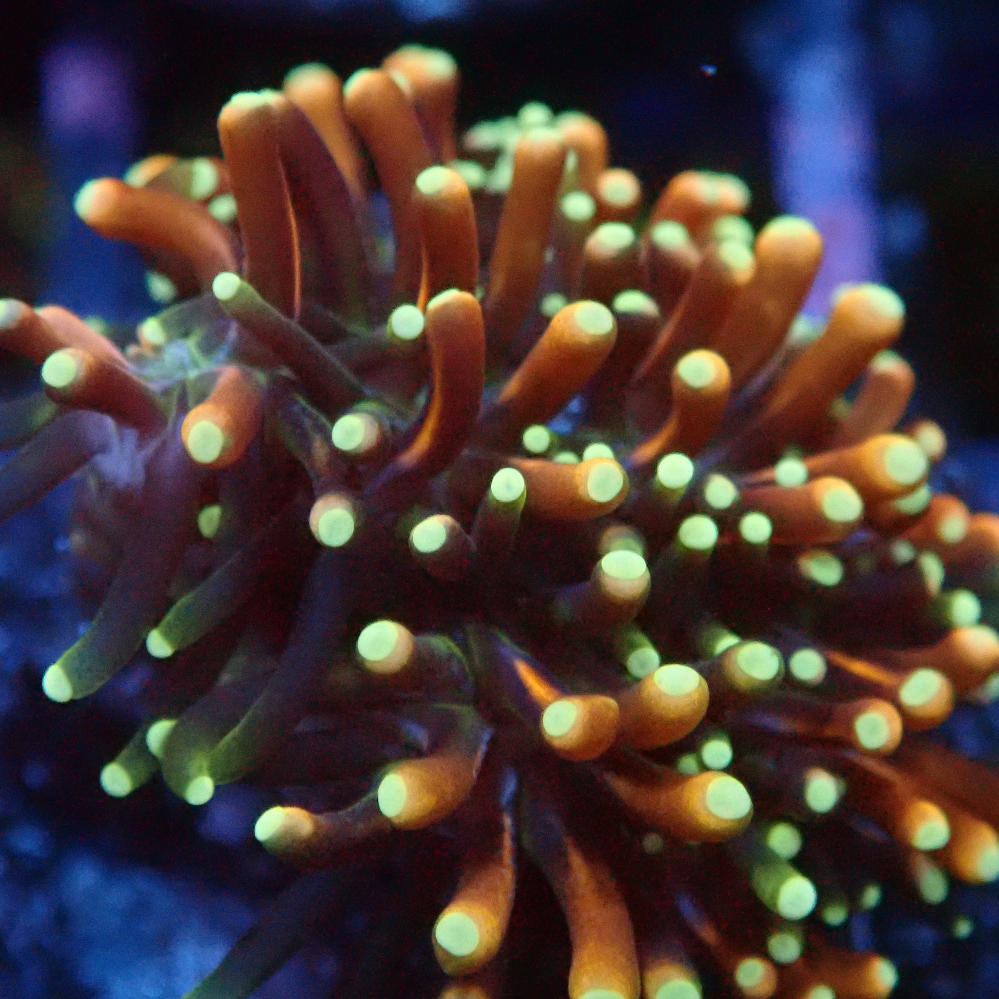 RS Galaxea Rainbow Coral Frag