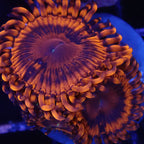 Flaming Mohican Zoanthids