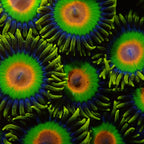 Rasta Zoanthid frag