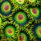 Rasta Zoanthid frag