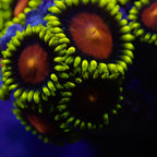 Demon eyes Zaonthid par tête