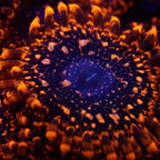 Utter chaos Zoanthids Par Polyp