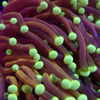 RS Golden Medusa Giganti Torch tete