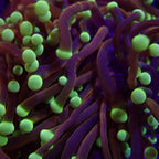 RS Golden Medusa Giganti Torch tete