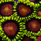 Demon eyes Zaonthid par tête