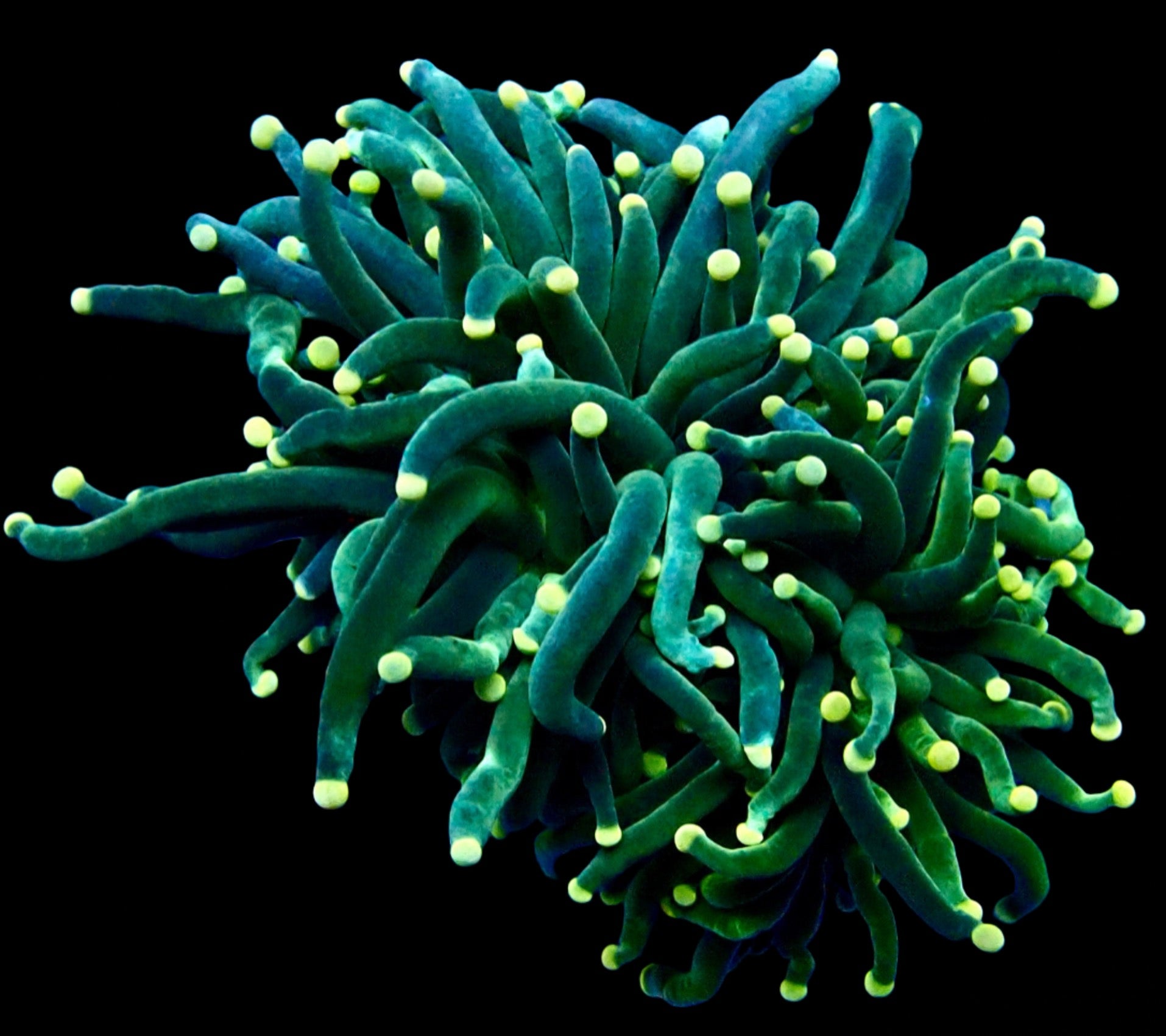 Green Torch par tête