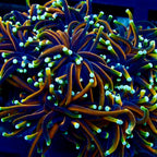 Hell's Circus Torch (par tete)