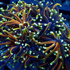 Hell's Circus Torch (par tete)