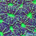 Acanthastrea Echinata Coral - Purple Neon eye