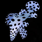 Cromileptes altivelis (Panther Grouper) Large 4.6-5.5 inches