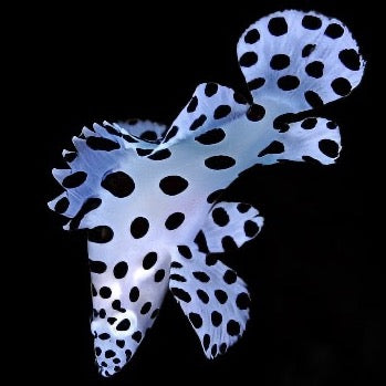 Cromileptes altivelis (Panther Grouper) Large 4.6-5.5 inches