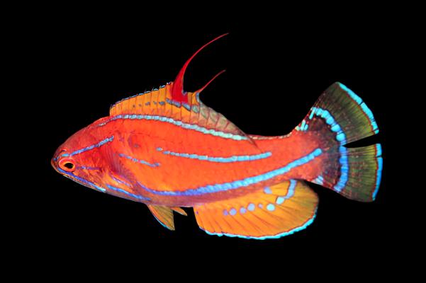 Paracheilinus flavianalis (Yellowfin Flasher Wrasse)