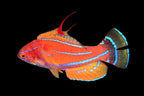Paracheilinus flavianalis (Yellowfin Flasher Wrasse)