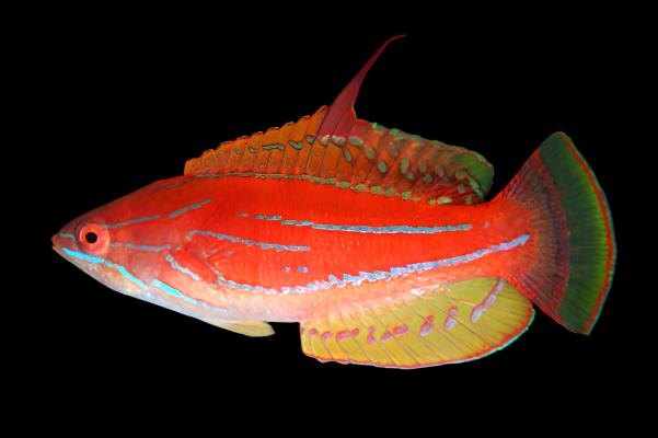 Paracheilinus flavianalis (Yellowfin Flasher Wrasse) Male