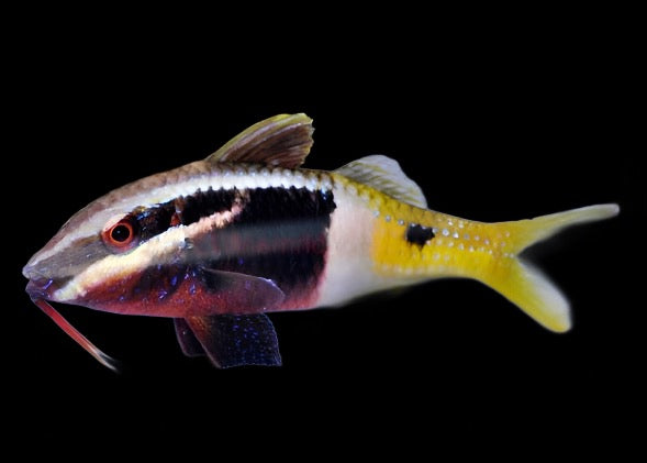 Parupeneus barberinoides (Bicolor Goatfish) MediumLarge 3.6-4.5 inches