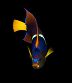 Holacanthus passer (Passer Angelfish)