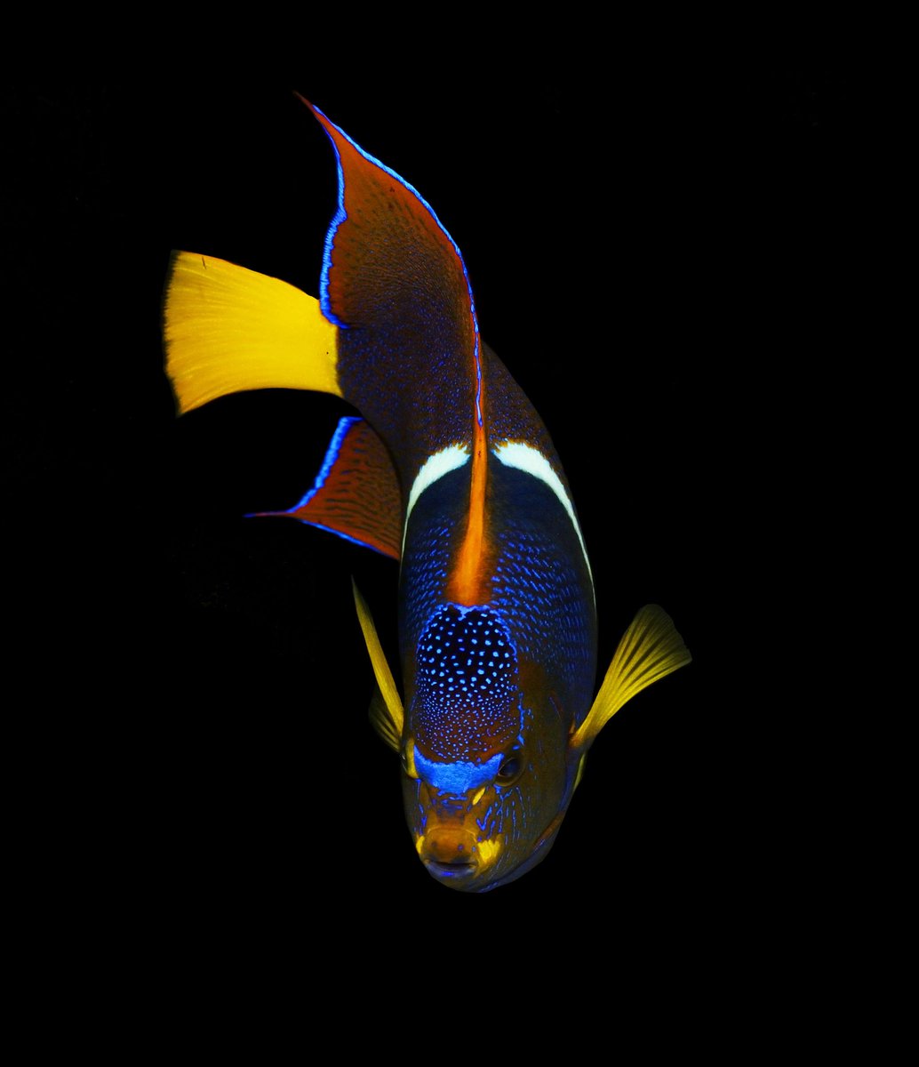 Holacanthus passer (Passer Angelfish)