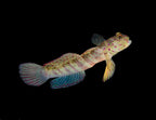 Cryptocentrus leptocephalus (Pink Spotted Watchman goby)