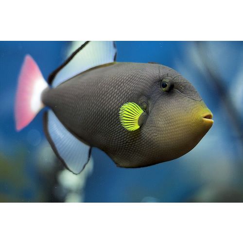 melichthys vidua (Pink Tail Trigger)