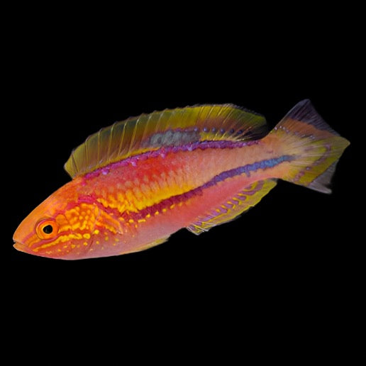 Pintail Fairy Wrasse Male