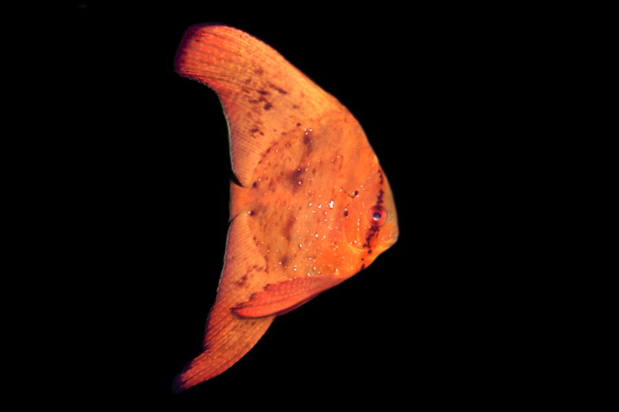 Platax orbicularis (Orbic Batfish)